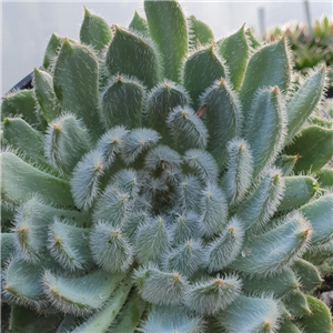 Echeveria 'Tarantula'